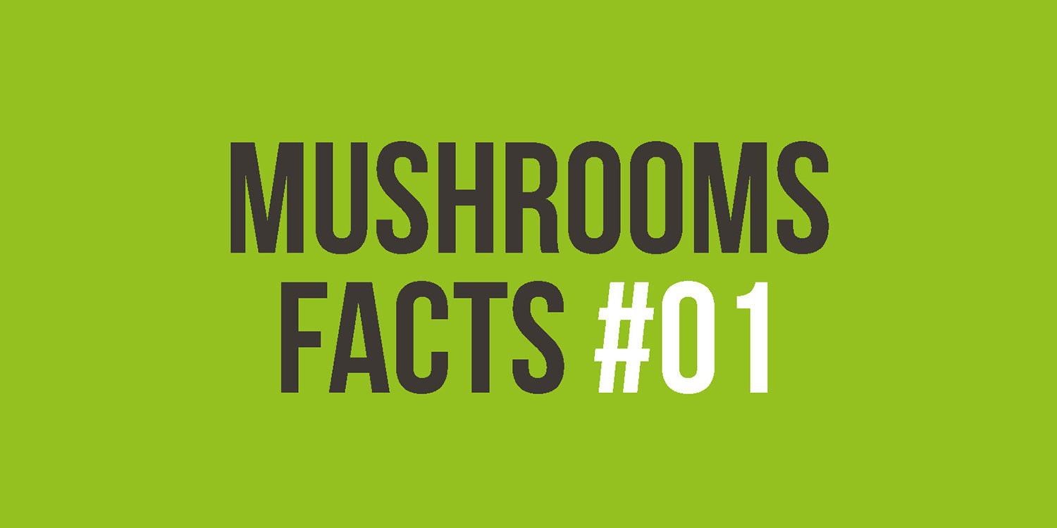 [MUSHROOM FACTS #01] Fuente de vitaminas y minerales
